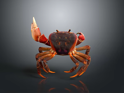 Red and Brown Crab With Large Claws Detailed Texture And Shiny Exoskeleton 3d model