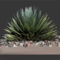 Healthy Green Agave Plant In Square Container With Colorful Pebbles Around Base