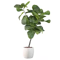 Bonsai Potted Fiddle Leaf Fig With Large Green Leaves In White Pot