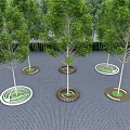 Multiple Tree Pits with Decorative Edges on Paved Ground and Green Trees