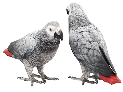 Two African Grey Parrots With Grey Feathers And Red Tails Front And Side Views 3d model