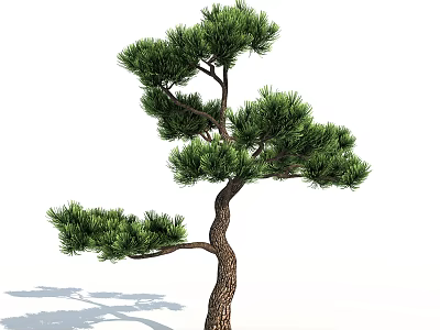 Evergreen Tree With Curved Trunk And Lush Green Needles In Natural Shape 3d model