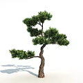 Evergreen Tree With Curved Trunk And Lush Green Needles In Natural Shape