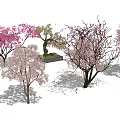 Flowering Arbor Trees With Pink And White Blossoms In Garden Landscaping