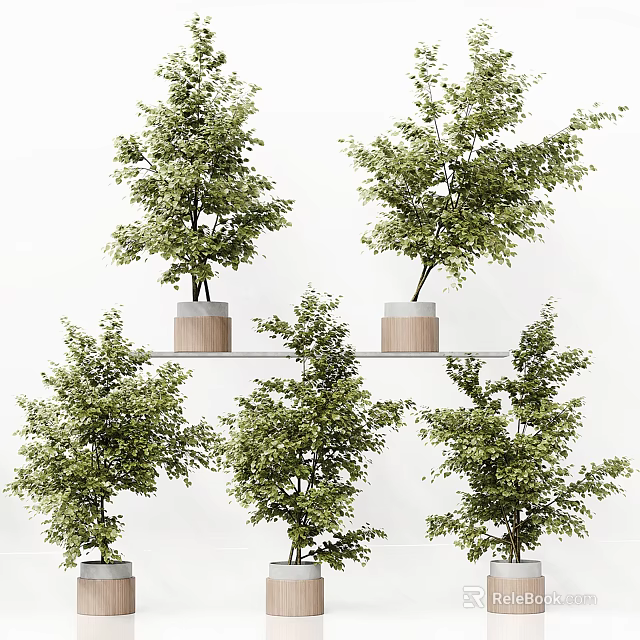 Bonsai Plants In Wooden Pots On Shelf With Green Leaves And White Background 3d model 