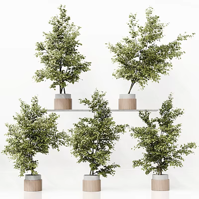 Bonsai Plants In Wooden Pots On Shelf With Green Leaves And White Background 3d model