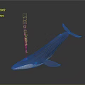 Realistic Blue Whale 3D Model with Smooth Body on Gray Background 3d model