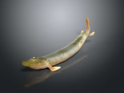Long Bodied Greenish Yellow Fish With Shiny Scales Orange Tail And Realistic 3D Render 3d model