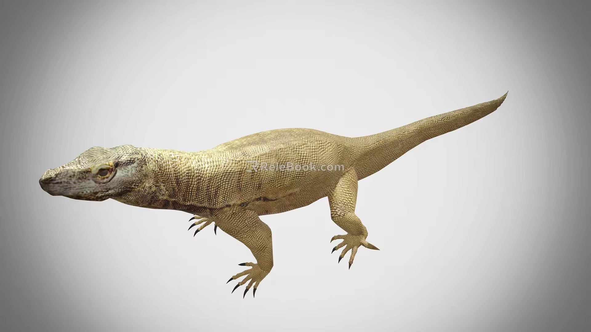Komodo dragon lizard reptile 3d model