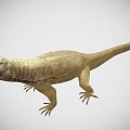 Komodo dragon lizard reptile 3d model