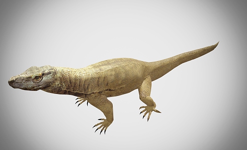 Komodo dragon lizard reptile 3d model