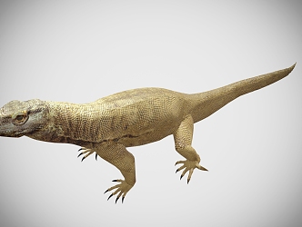 Komodo dragon lizard reptile 3d model