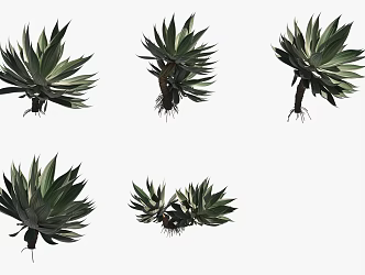 Agave Green Plant 3d model