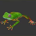 Vibrant Green Frog With Orange Legs And White Eyes On Dark Surface