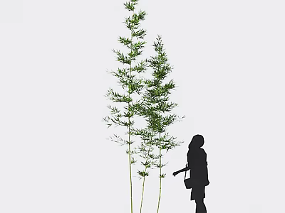 Bamboo Plants With A Silhouette Of A Person In Light Background 3d model