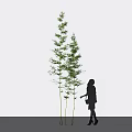 Bamboo Plants With A Silhouette Of A Person In Light Background