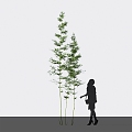 Modern bamboo mom bamboo cixiaozhu hard-headed yellow bamboo 3d model