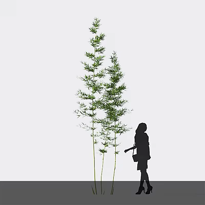 Bamboo Plants With A Silhouette Of A Person In Light Background 3d model