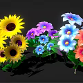 Vibrant Mixed Color Flowers Including Sunflowers Purple Blue Pink Blooms Arranged Against Black Background