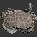 Unique White Crab With Red Spots And Detailed Shell On Dark Surface 3d model
