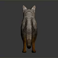 Standing Gray Fox Model With Detailed Textured Coat Brown Legs And Shiny Reflection