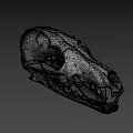 Detailed Animal Skull With Sharp Teeth And Bone Structure On Dark Background 3d model