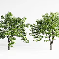 Two Green Leafy Trees With Lush Foliage And Trunks Isolated On White Background 3d model