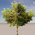 Lush Arbor Tree With Green Leaves And Abundant Red Fruits
