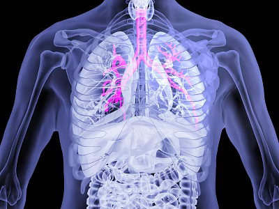 Medical Imaging Equipment Showing Human Thoracic Cavity Lung And Skeletal Structures 3d model