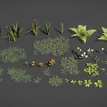 Various Types of Plants Including Grass Ferns Small Shrubs White Flowers and Orange Fruits