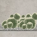 Decorative Indoor Cactus Potted Plants With White Pebbles And Gray Textured Wall