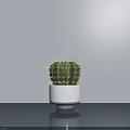 Cactus Bonsai Plant in White Concrete Pot on Reflective Gray Tabletop Against Gray Wall
