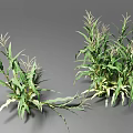 Healthy Corn Crop Plants With Green Leaves And Tassels Growing