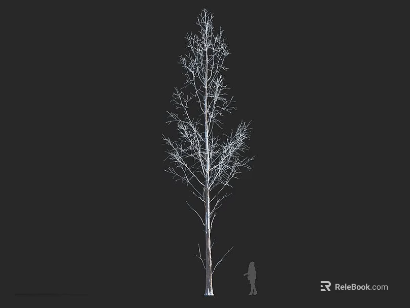 Tall White Trunk Tree With Slender Branches And Human Figure For Scale In Dark Background 3d model 