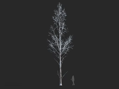 Tall White Trunk Tree With Slender Branches And Human Figure For Scale In Dark Background 3d model