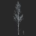 Tall White Trunk Tree With Slender Branches And Human Figure For Scale In Dark Background