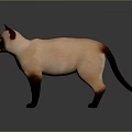 Siamese Cat Standing With Blue Eyes Light Brown Body And Dark Ears Paws Tail