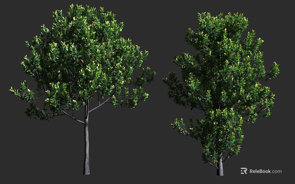Two Green Leafy Arbor Trees With Different Canopy Shapes And Trunk Details 3d model 