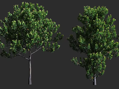 Two Green Leafy Arbor Trees With Different Canopy Shapes And Trunk Details 3d model