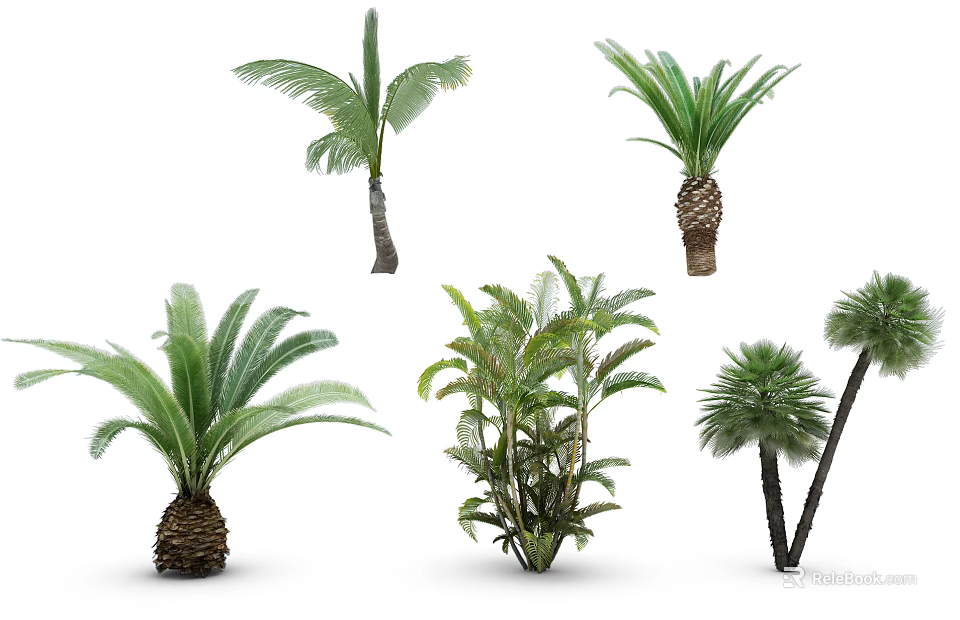 Different Types of Tropical Trees with Green Fronds and Varied Trunk Shapes 3d model 