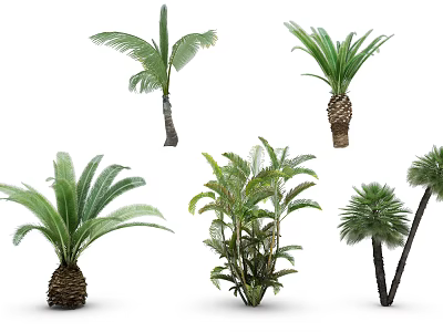 Different Types of Tropical Trees with Green Fronds and Varied Trunk Shapes 3d model