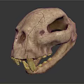 Medical Device Animal Skull Model for Veterinary Education with Cracked Surface