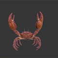 Red Crab with Large Claws Isolated on Reflective Gray Background