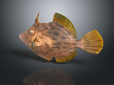 Unique Brown Spotted Fish With Yellow Fins And Large Eyes Against Dark Reflective Surface 3d model