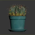 Healthy Thorny Cactus With Green And Yellow Body In Teal Pot With Saucer