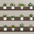 Bonsai Potted Plants Arranged on Wooden Shelves with White Pots and Various Species