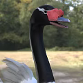 Black necked swan with red beak and white body spreading wings standing on green grassland