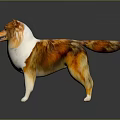 Collie Dog Sculpture With Orange And White Fur Standing On Black Background
