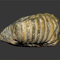 Aquatic Ammonite Fossil With Spiral Shell Yellow Brown Stripes And Textured Surface