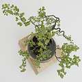 Artistic Bonsai Plant with Twisted Branches and Green Leaves in Glass Dome on Wooden Stand